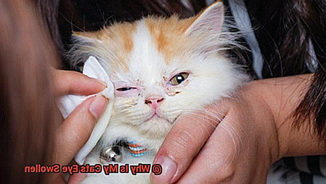 Why Is My Cats Eye Swollen-5