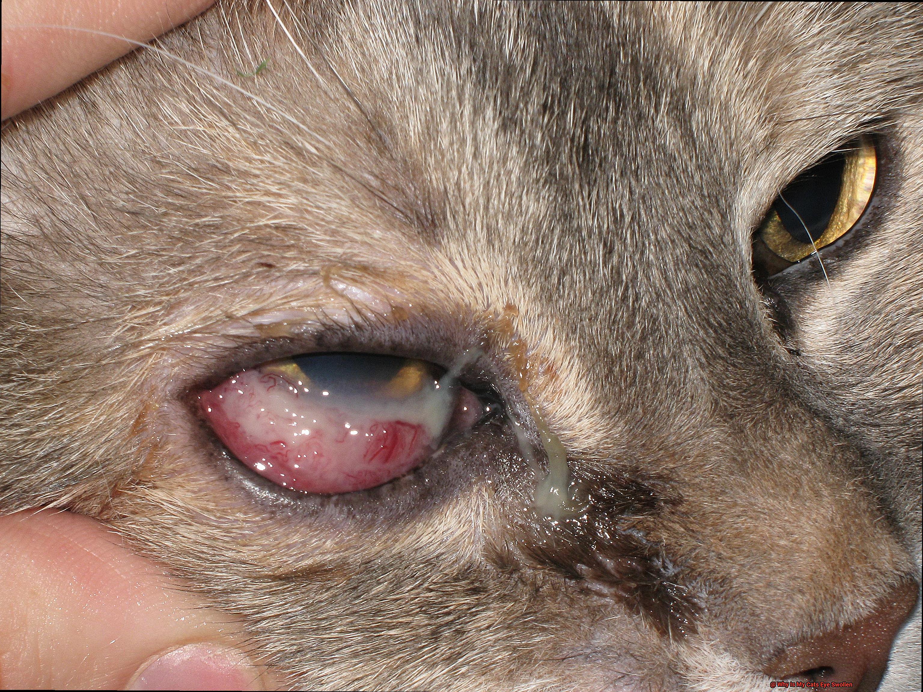 Why Is My Cats Eye Swollen-2