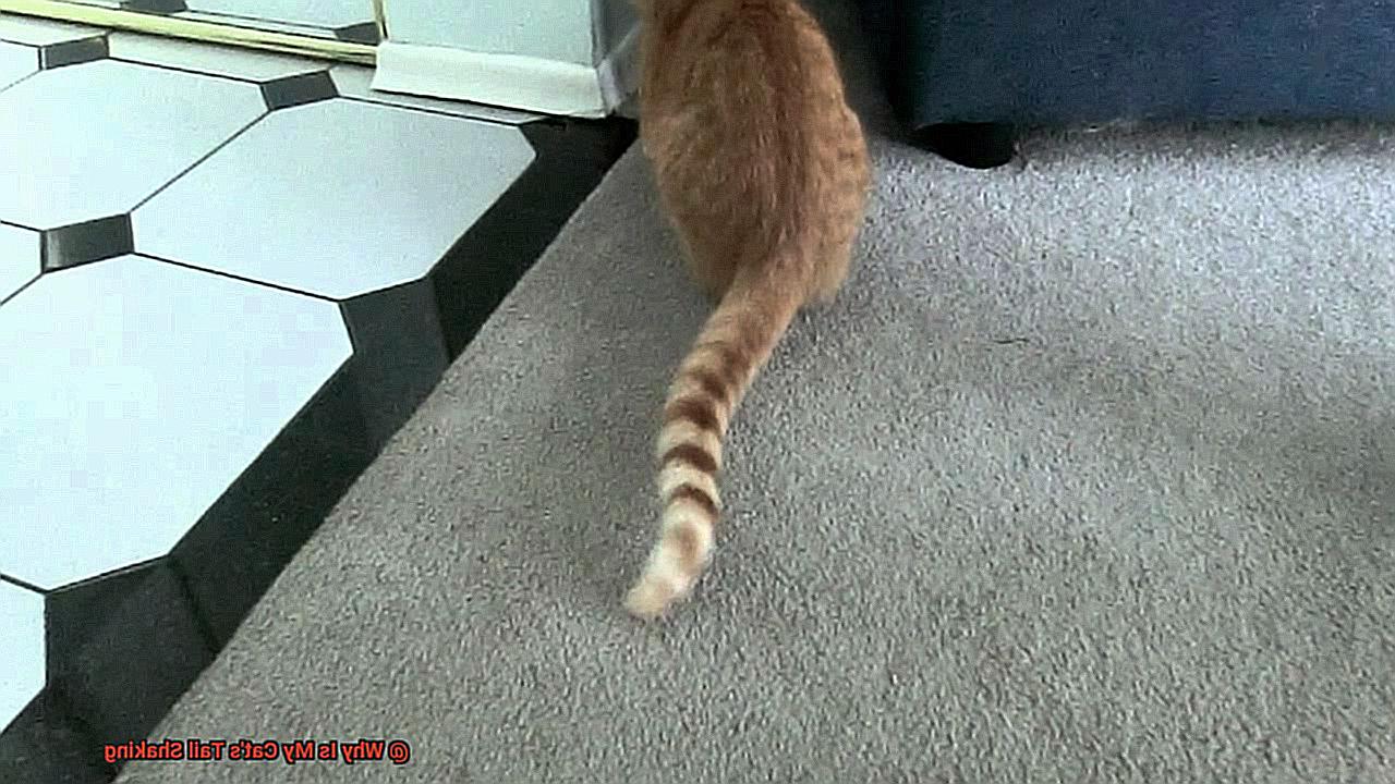 Why Is My Cat's Tail Shaking-2