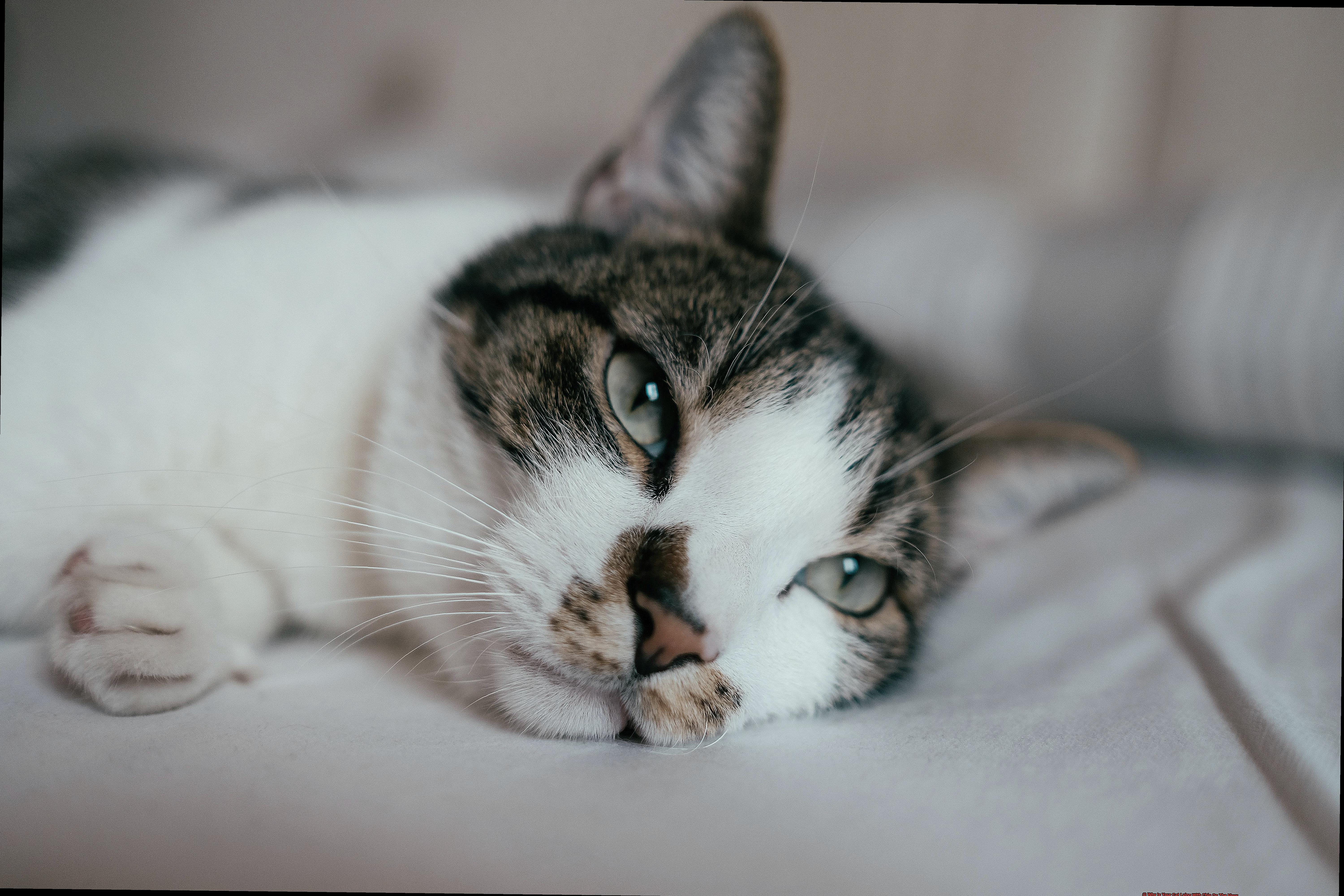 Why Is Your Cat Lying With Chin On The Floor-2