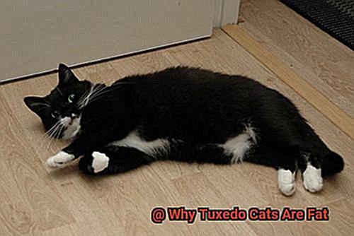 Why Tuxedo Cats Are Fat-2