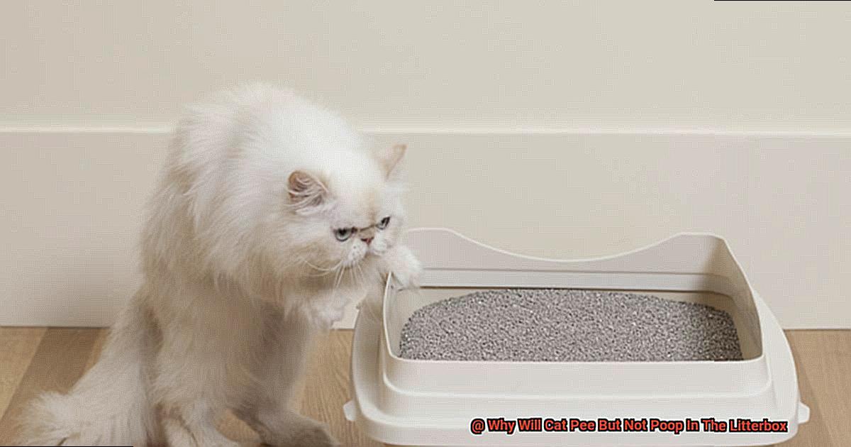 Why Will Cat Pee But Not Poop In The Litterbox-2