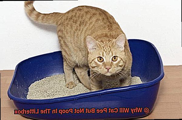 Why Will Cat Pee But Not Poop In The Litterbox-3