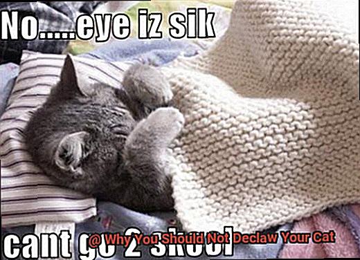 Why You Should Not Declaw Your Cat-3