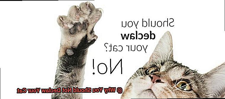 Why You Should Not Declaw Your Cat-5