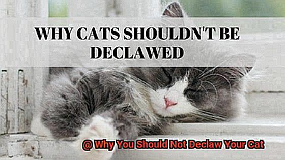 Why You Should Not Declaw Your Cat-6