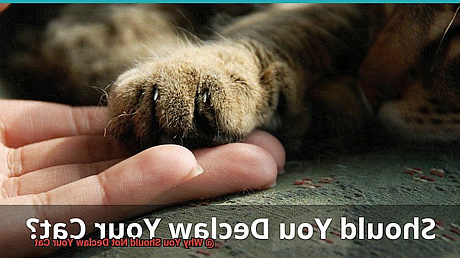 Why You Should Not Declaw Your Cat-2