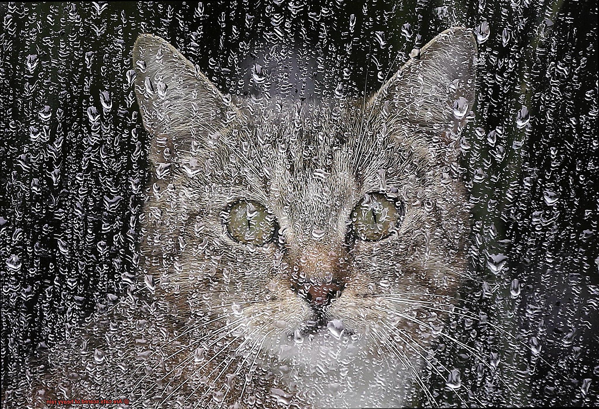 Are cats scared of heavy rain-2