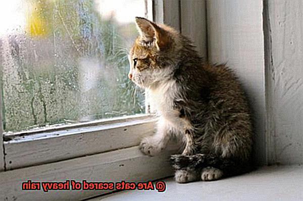 Are cats scared of heavy rain-3