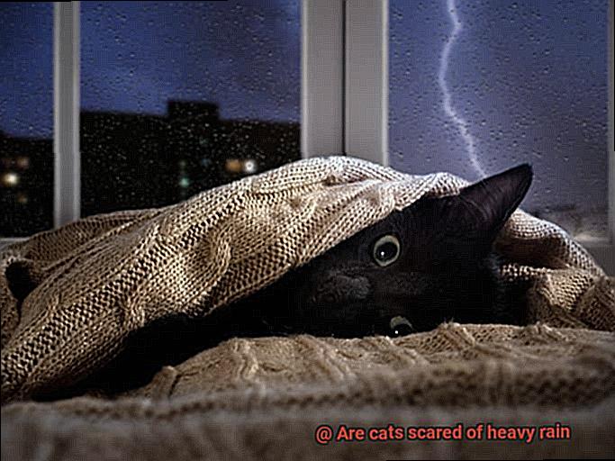Are cats scared of heavy rain-6