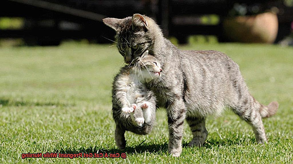 Can A Cat Get Pregnant While Nursing-3