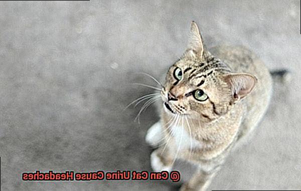Can Cat Urine Cause Headaches-6