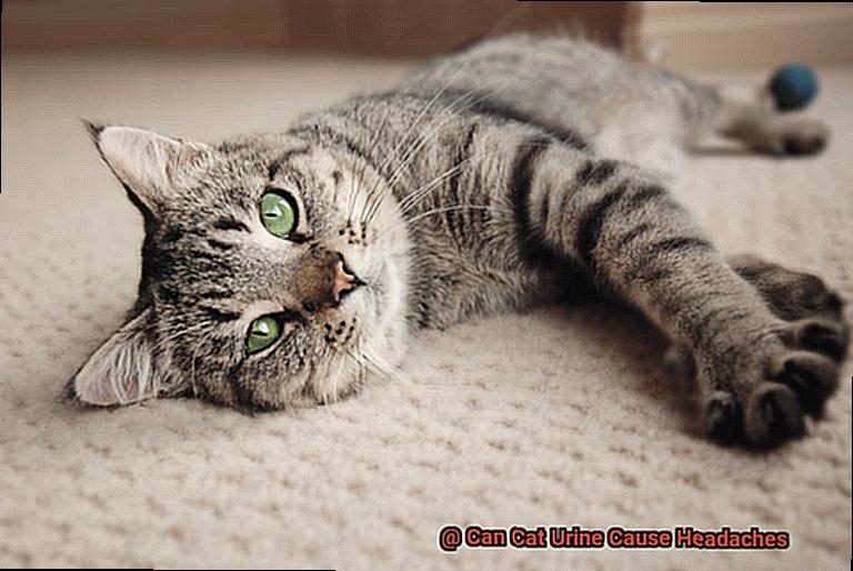 Can Cat Urine Cause Headaches-4
