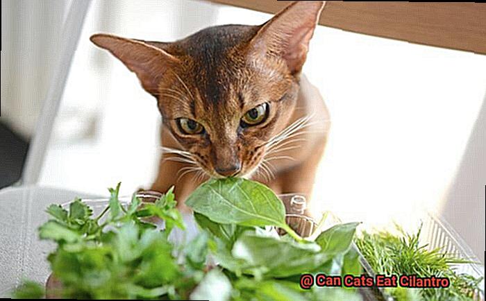 Can Cats Eat Cilantro-2
