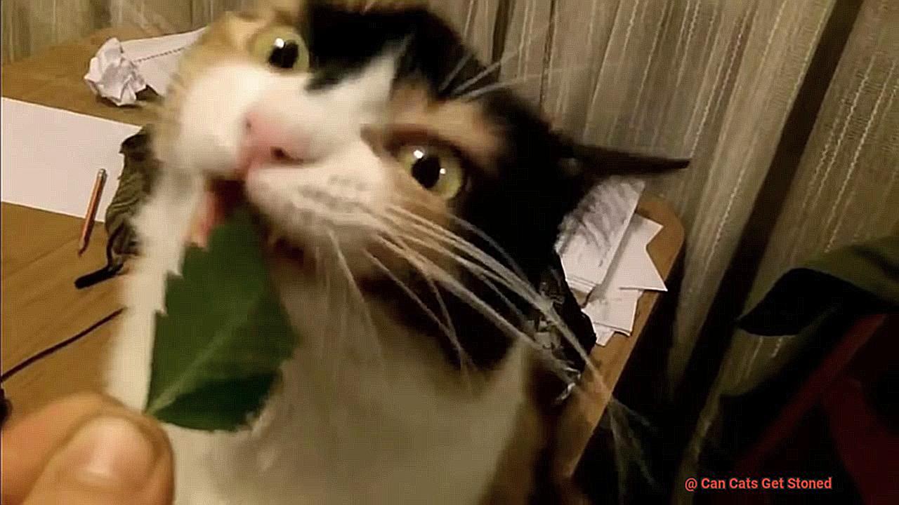 Can Cats Get Stoned-3
