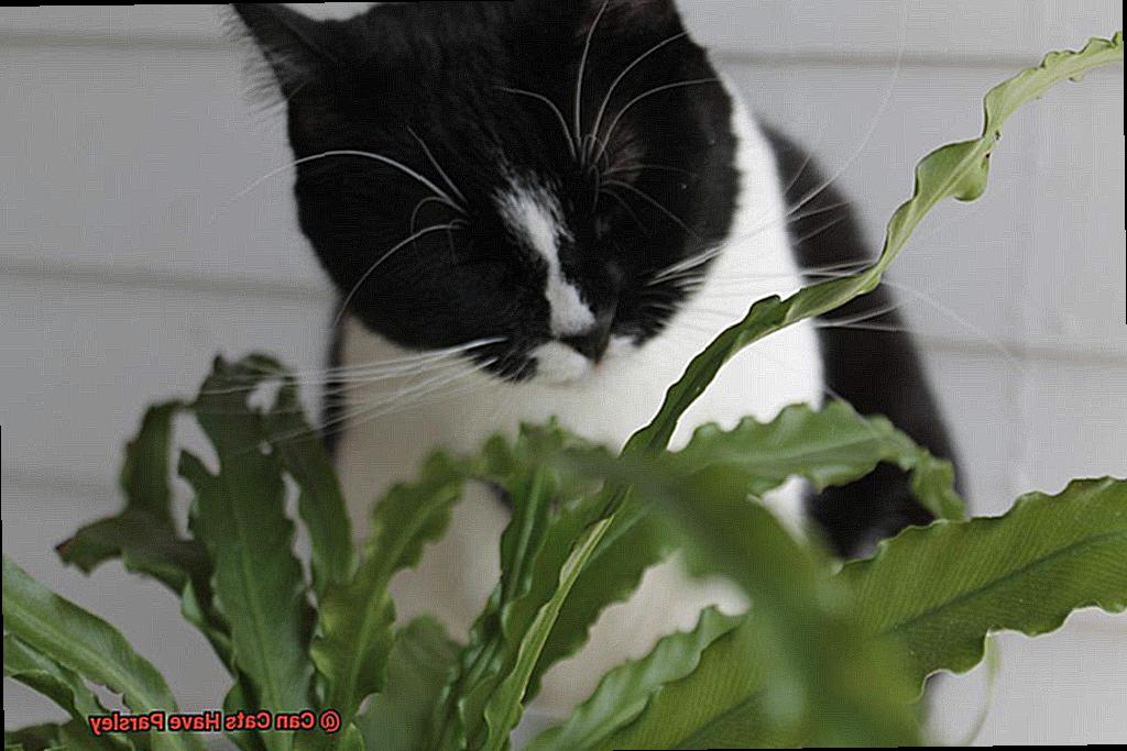 Can Cats Have Parsley-3