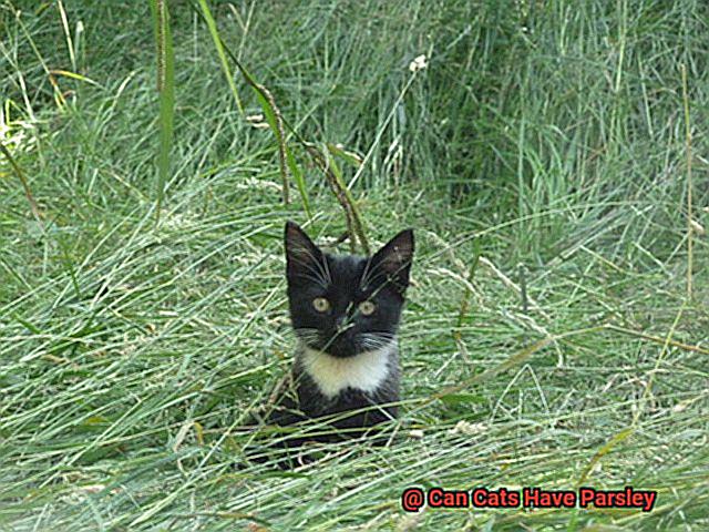 Can Cats Have Parsley-5