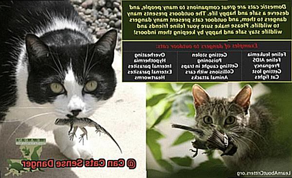 Can Cats Sense Danger-4