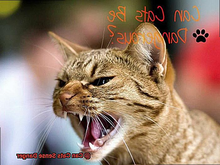 Can Cats Sense Danger-2