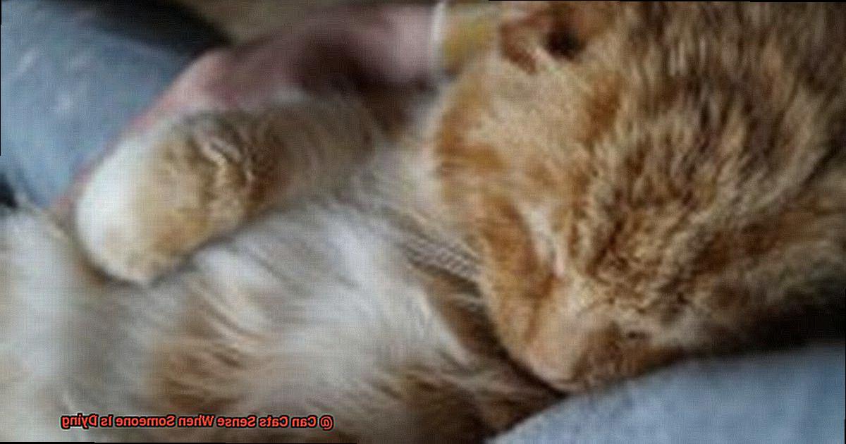 Can Cats Sense When Someone Is Dying-4