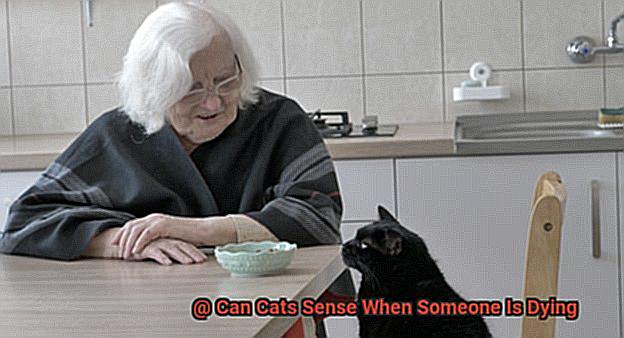 Can Cats Sense When Someone Is Dying-5