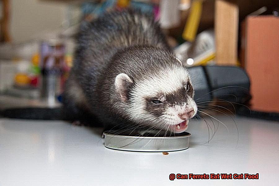 Can Ferrets Eat Wet Cat Food-4