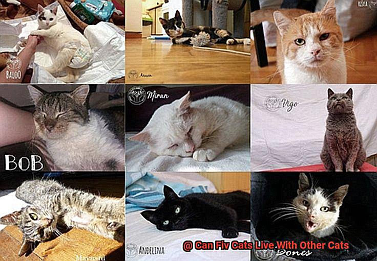 Can Fiv Cats Live With Other Cats-4