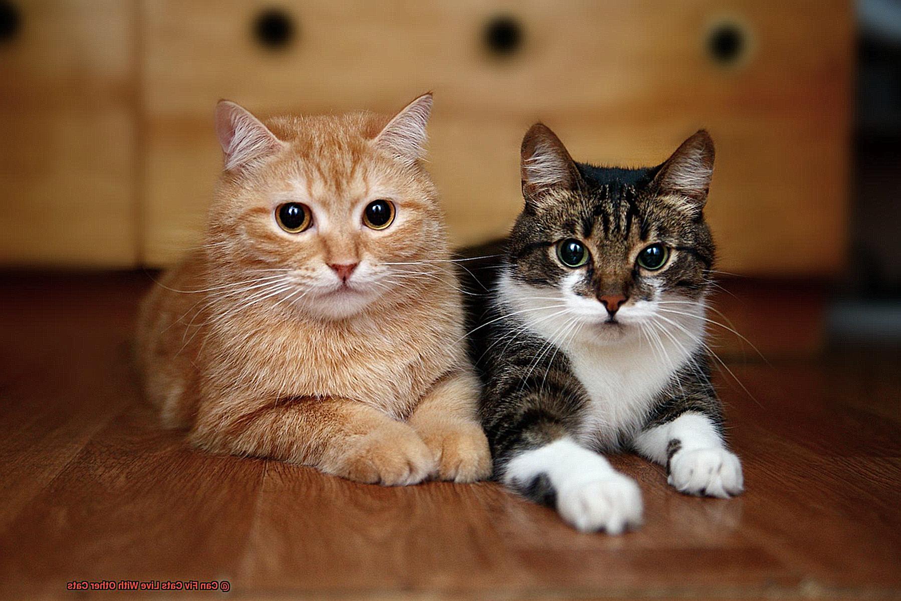Can Fiv Cats Live With Other Cats-2