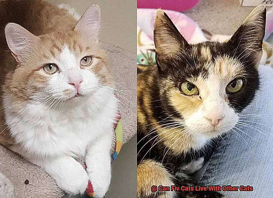 Can Fiv Cats Live With Other Cats-3