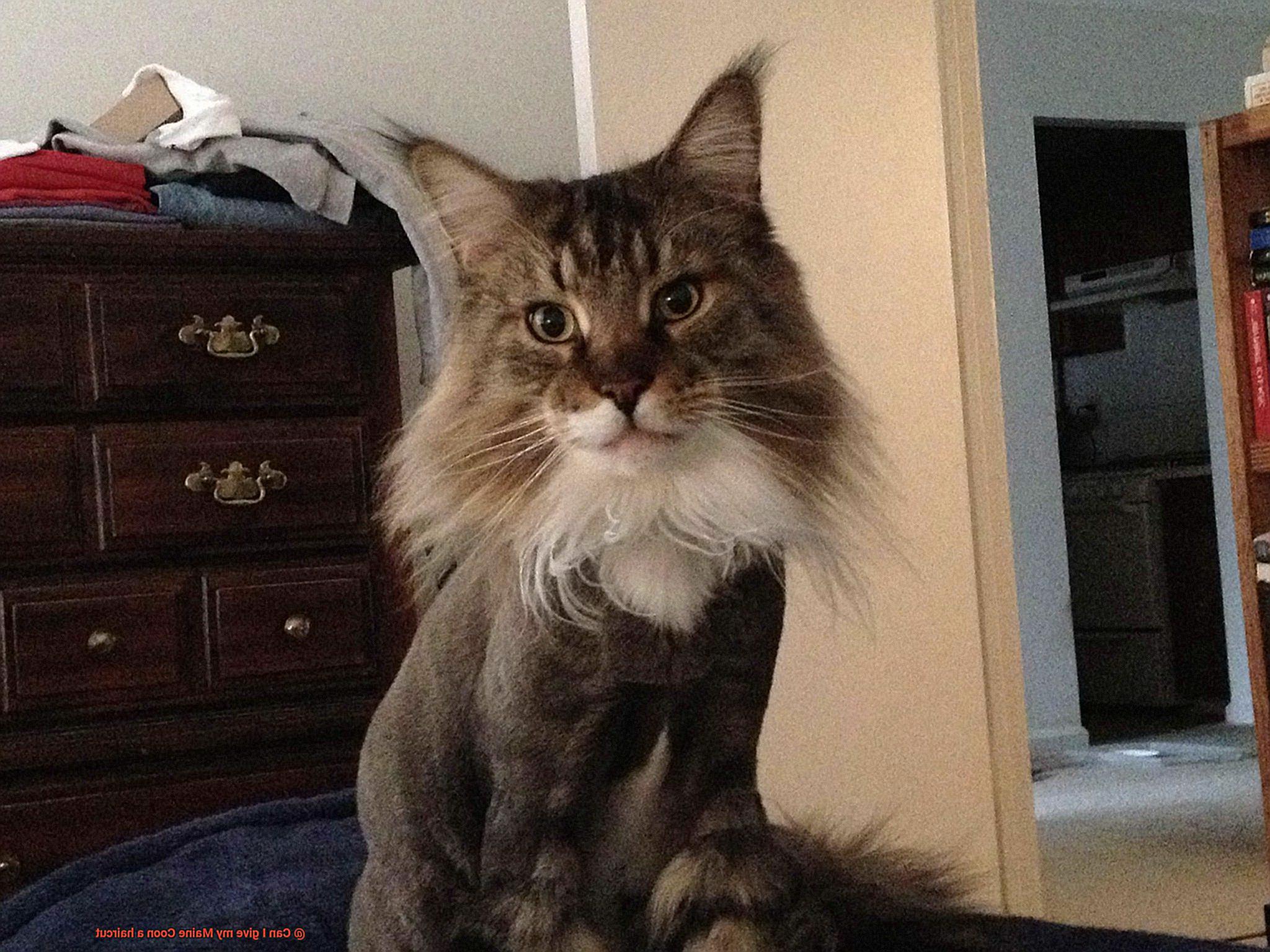 Can I give my Maine Coon a haircut 3950854375