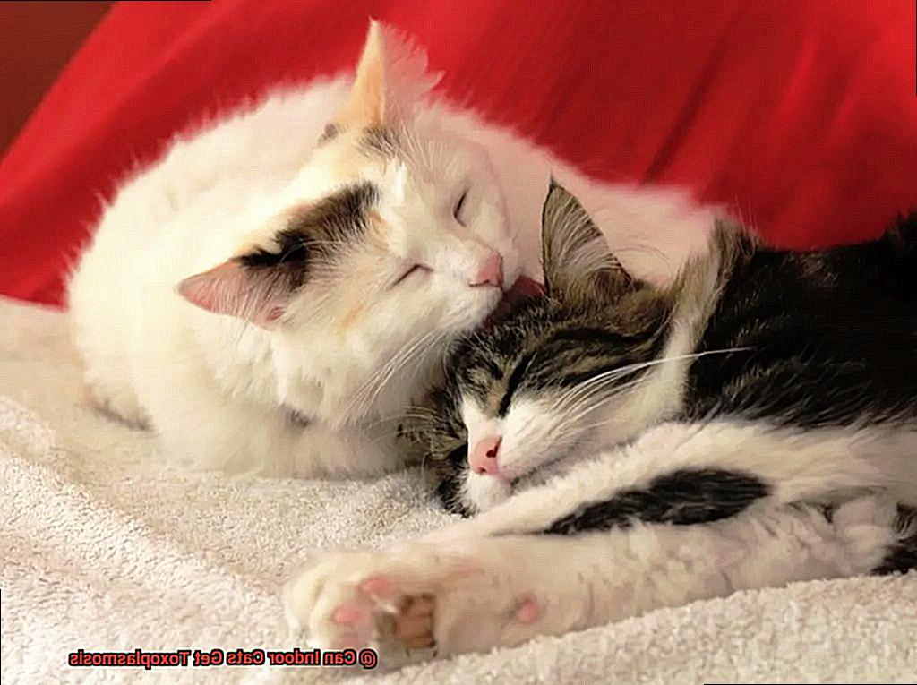 Can Indoor Cats Get Toxoplasmosis?