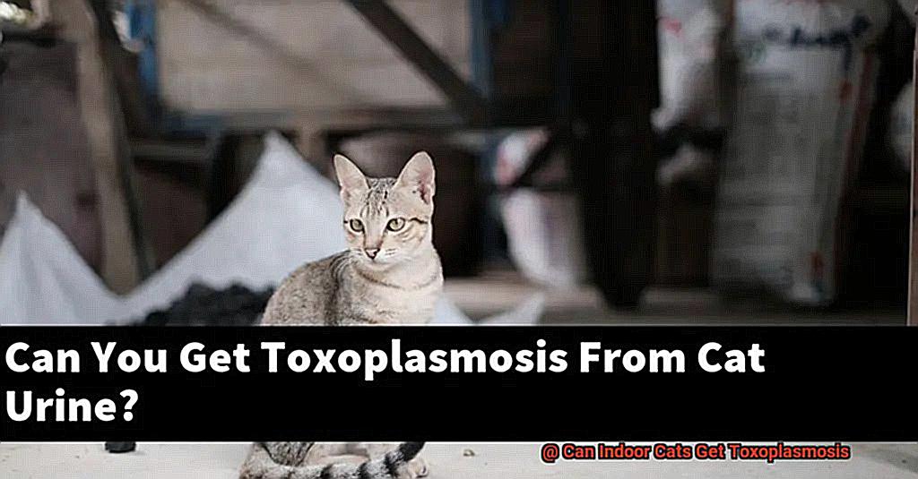 can-indoor-cats-get-toxoplasmosis-21cats