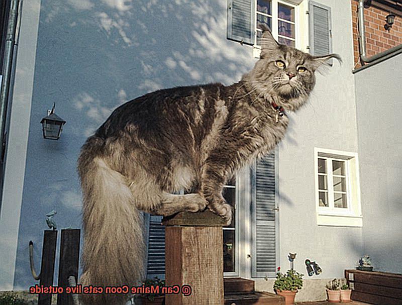 Can Maine Coon cats live outside?