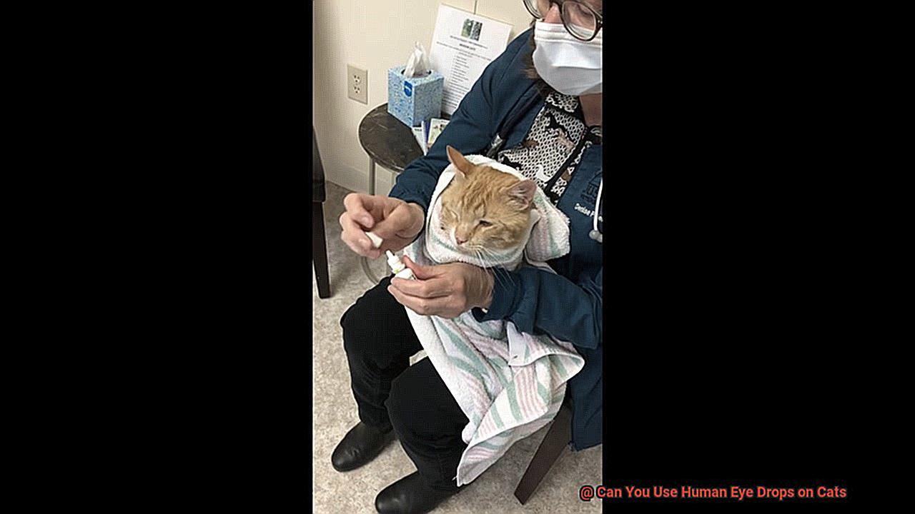 Can You Use Human Eye Drops on Cats-2