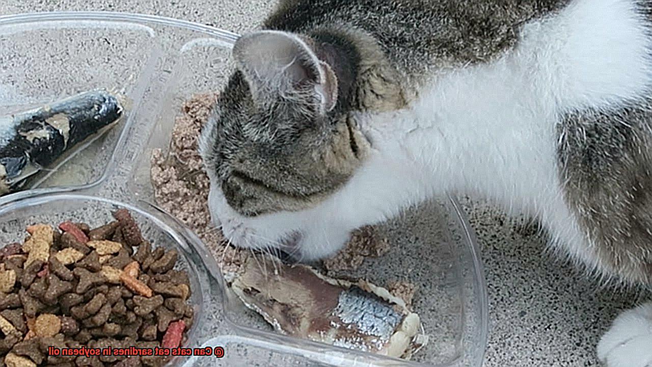 Can cats eat sardines in soybean oil-2