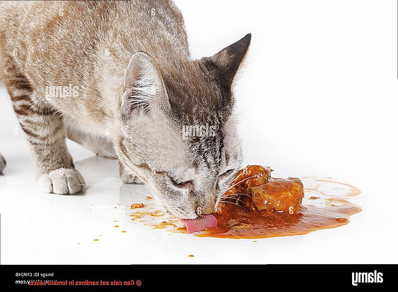 Can cats eat sardines in tomato sauce-2