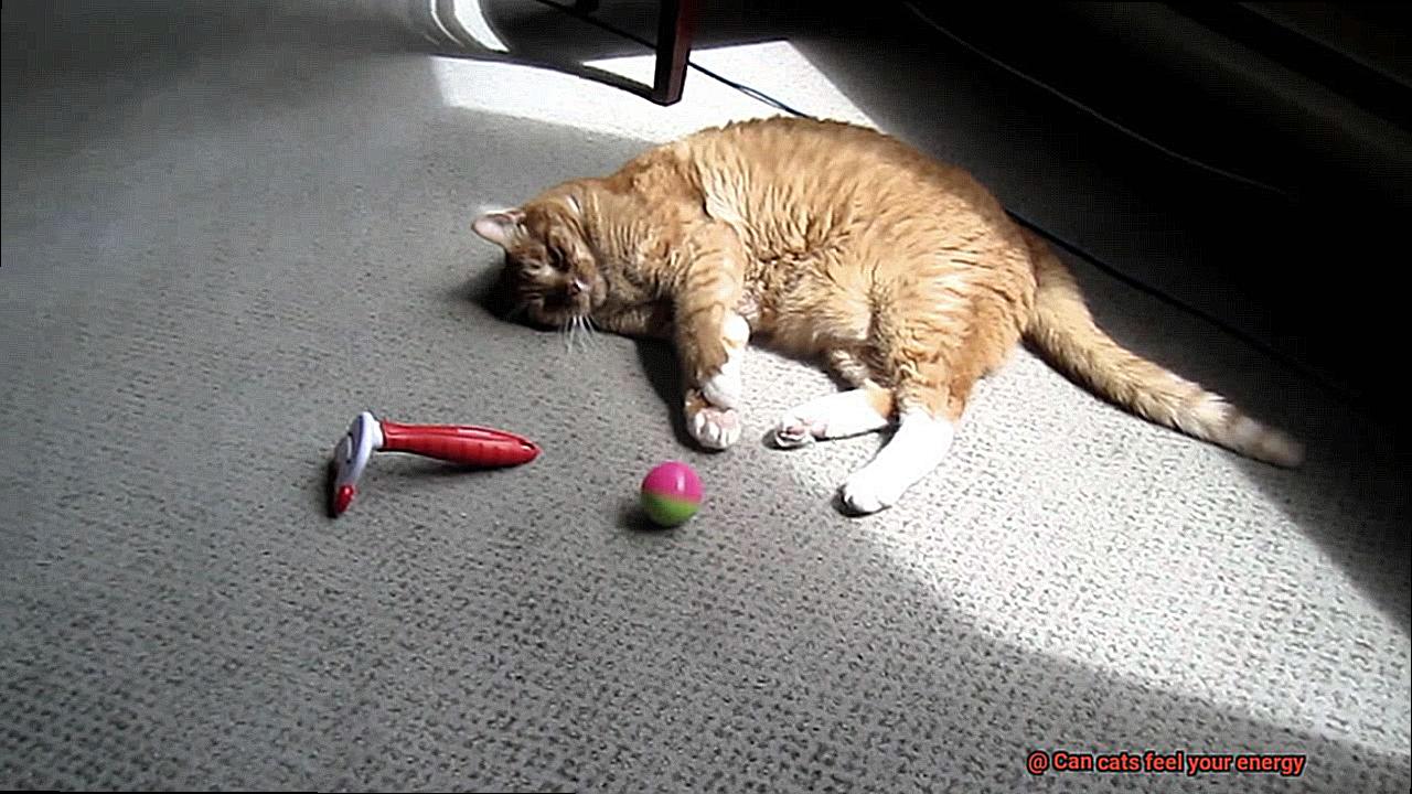Can cats feel your energy-2