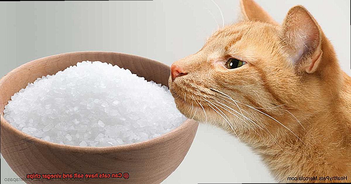 Can cats have salt and vinegar chips-6