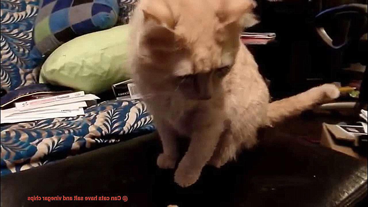 Can cats have salt and vinegar chips-2