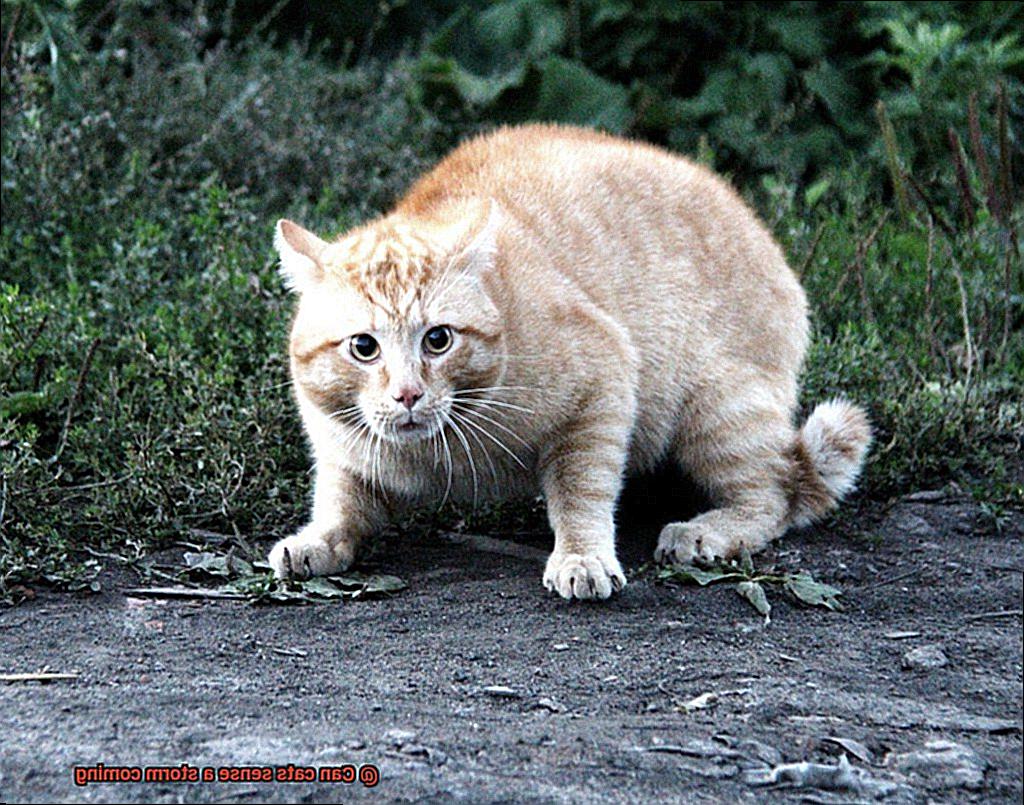 Can cats sense a storm coming-2