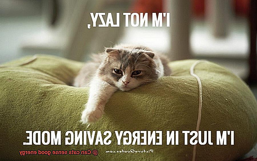 Can cats sense good energy-5