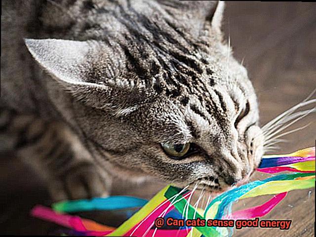 Can cats sense good energy-3