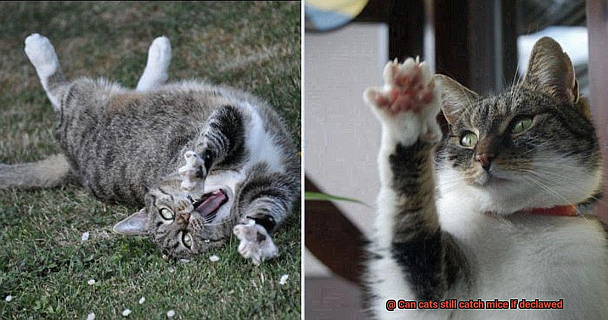 Can cats still catch mice if declawed-3