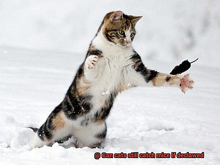 Can cats still catch mice if declawed-4