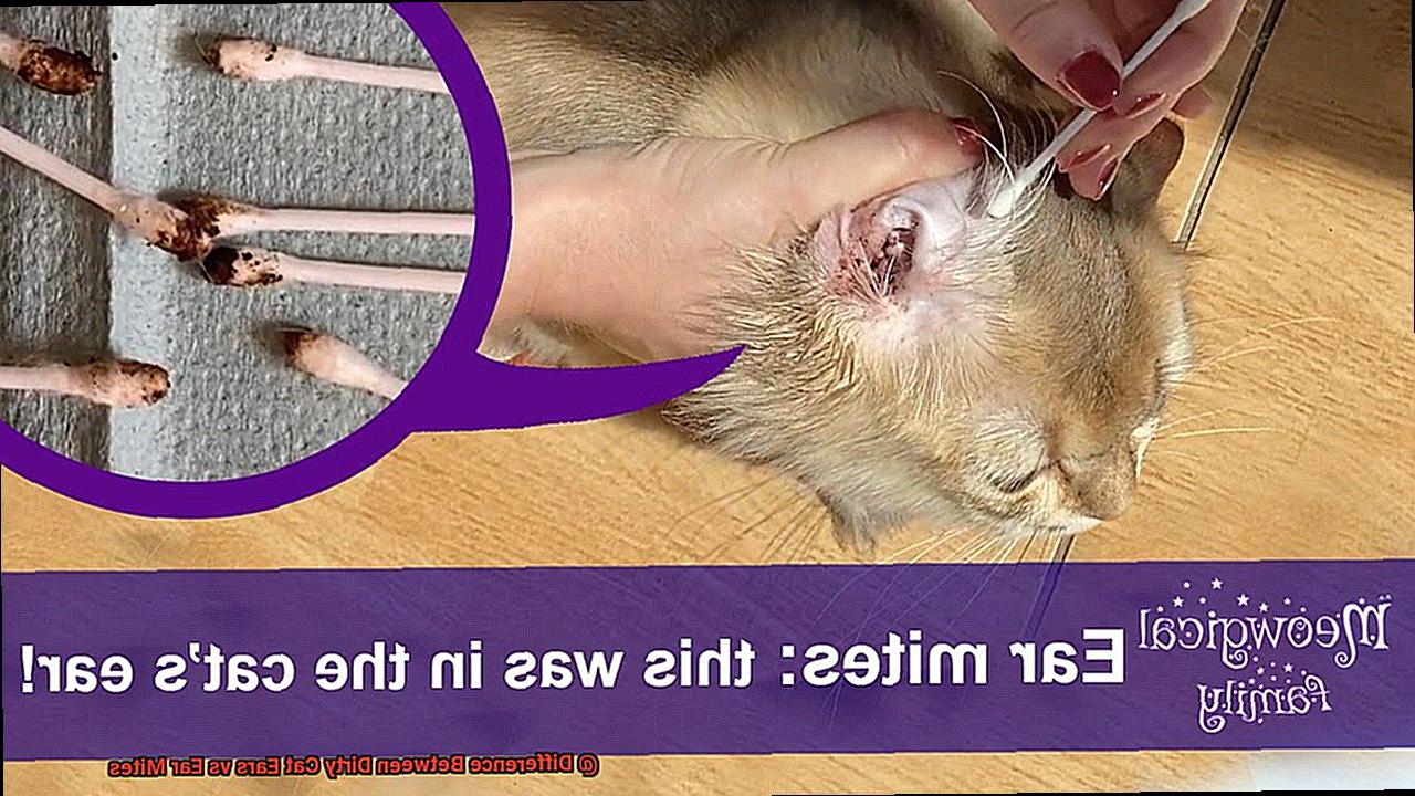 Difference Between Dirty Cat Ears vs Ear Mites-8