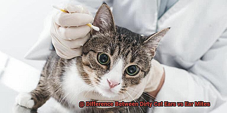 Difference Between Dirty Cat Ears vs Ear Mites-7