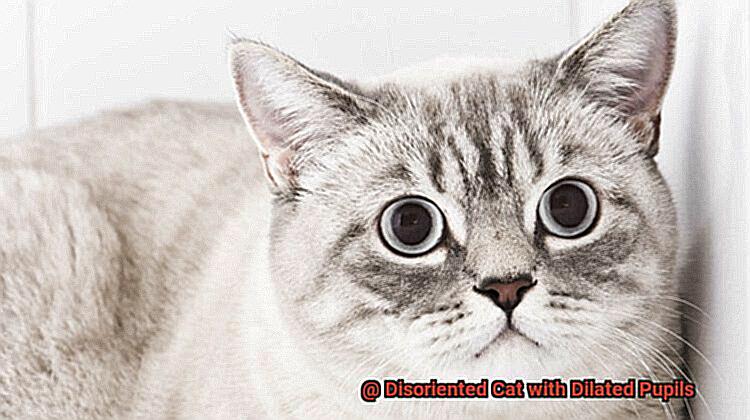 Disoriented Cat with Dilated Pupils-3