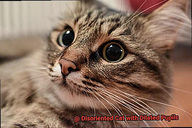 Disoriented Cat with Dilated Pupils-5