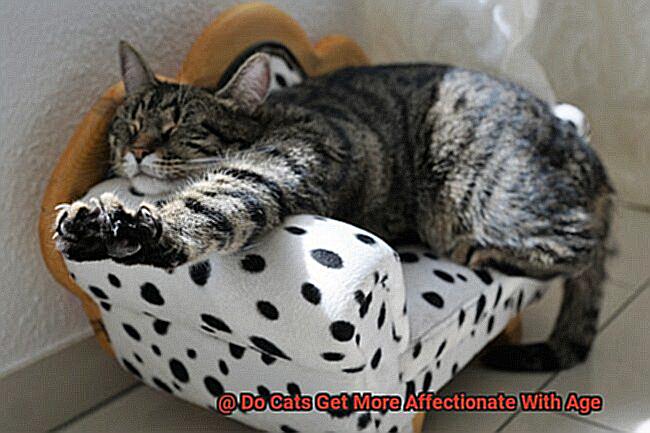 Do Cats Get More Affectionate With Age 21Cats
