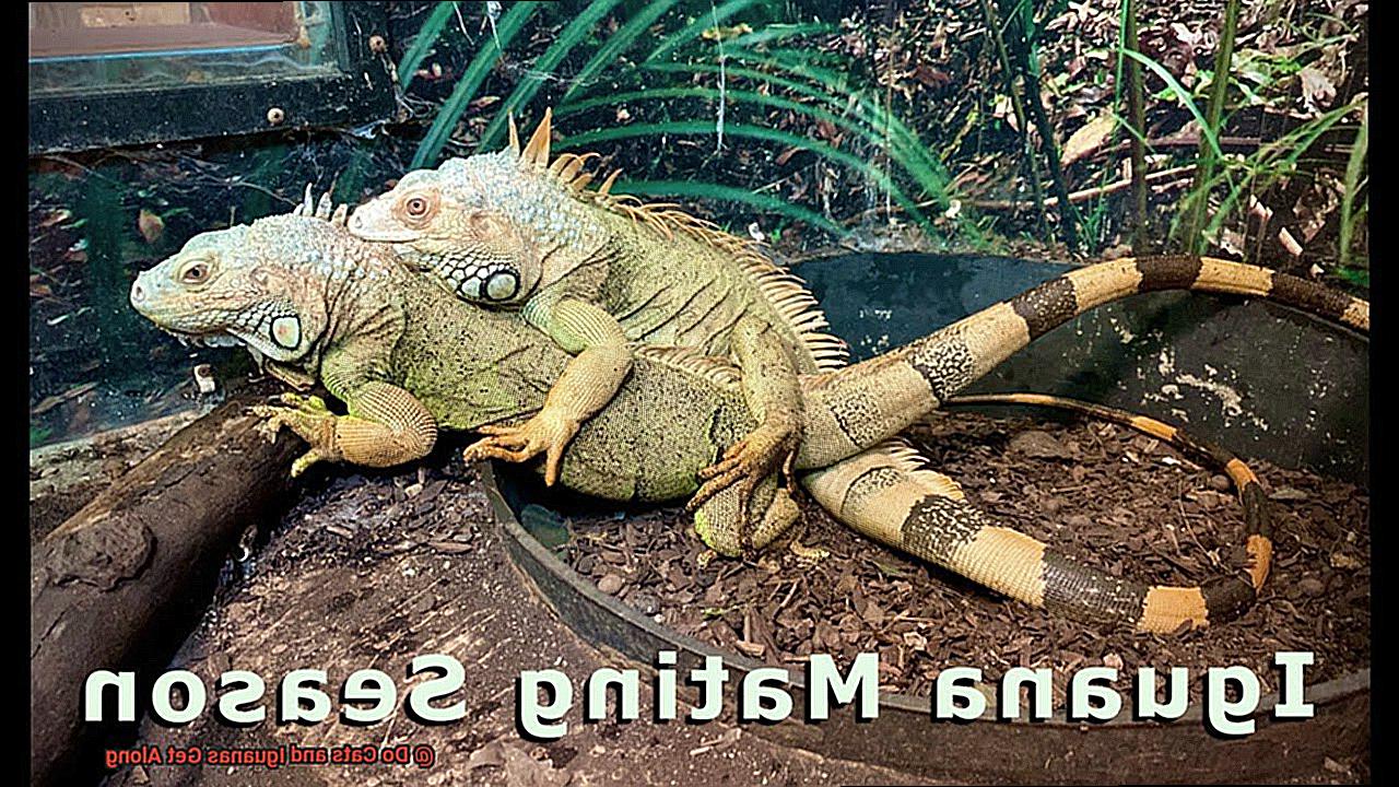 Do Cats and Iguanas Get Along-2